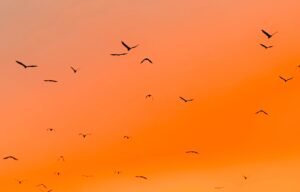 Read more about the article The Art of Slow Luxury Travel with Kimochi Voyages